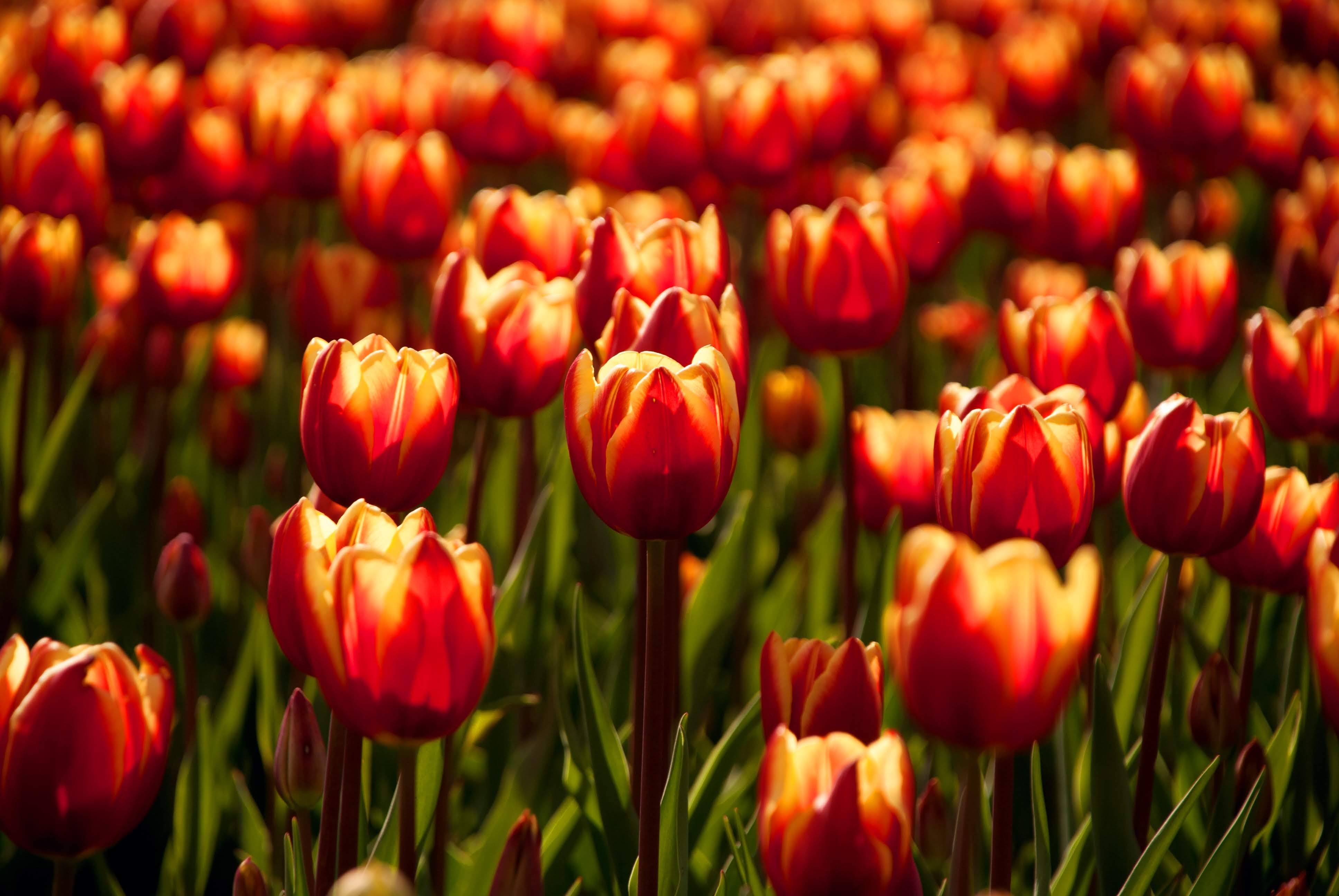 Tulip Festival in Ottawa